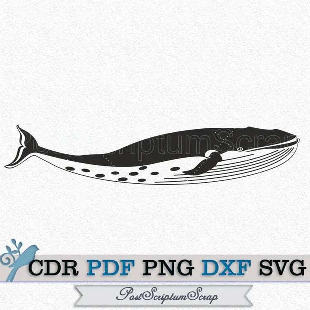 Whale svg sea animals ocean beach life nautical print PostScriptum Scrap